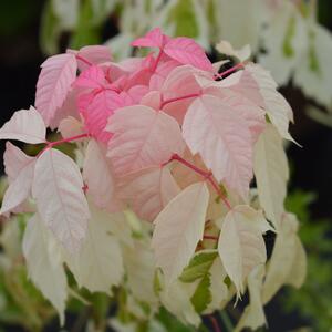Acer negundo 'Flamingo'