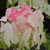 Acer negundo 'Flamingo'