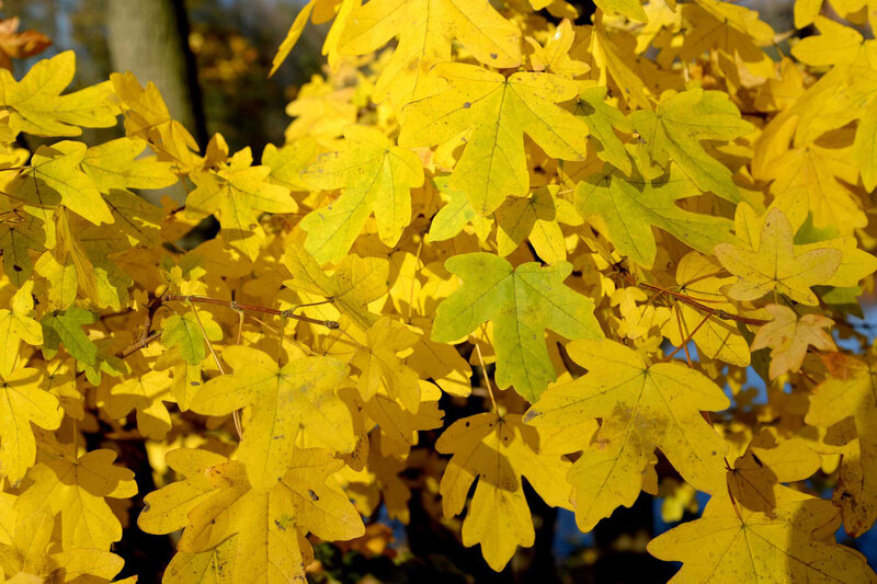 Acer campestre