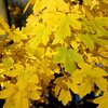 Acer campestre