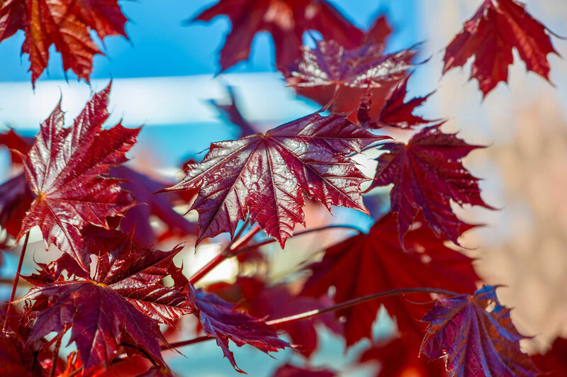 Acer platanoides 'Royal Red'