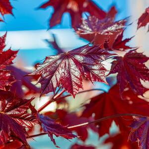Acer platanoides 'Royal Red'