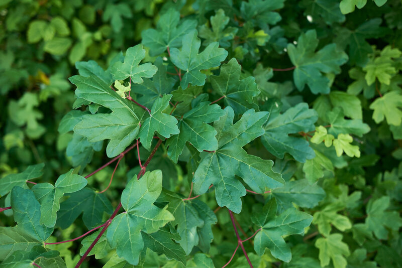 Acer campestre 'Nanum'