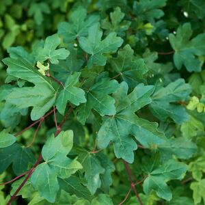 Acer campestre 'Nanum'