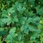Acer campestre 'Nanum'