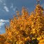 Acer campestre