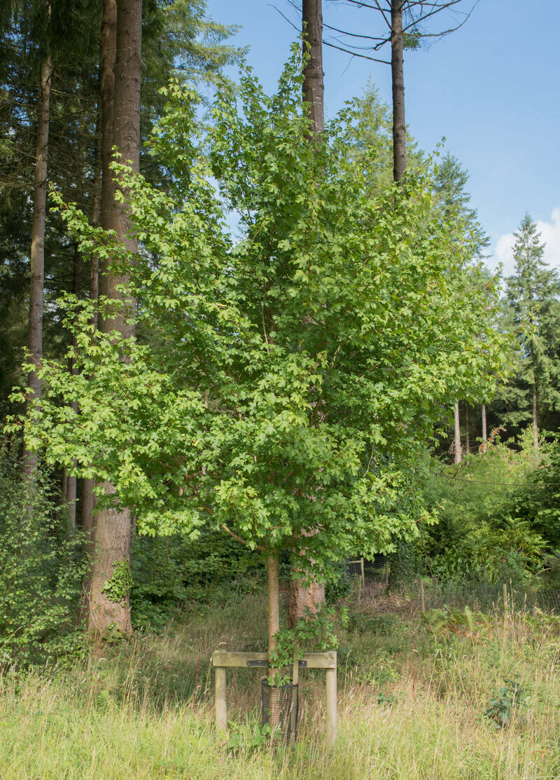Acer campestre 'Elsrijk'