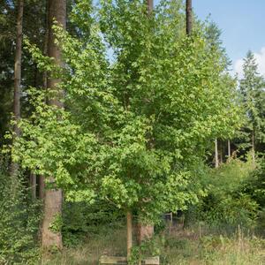 Acer campestre 'Elsrijk'