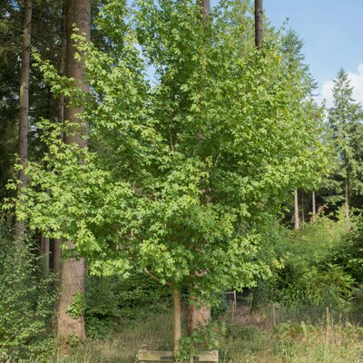 Acer campestre 'Elsrijk'