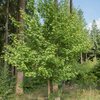 Acer campestre 'Elsrijk'