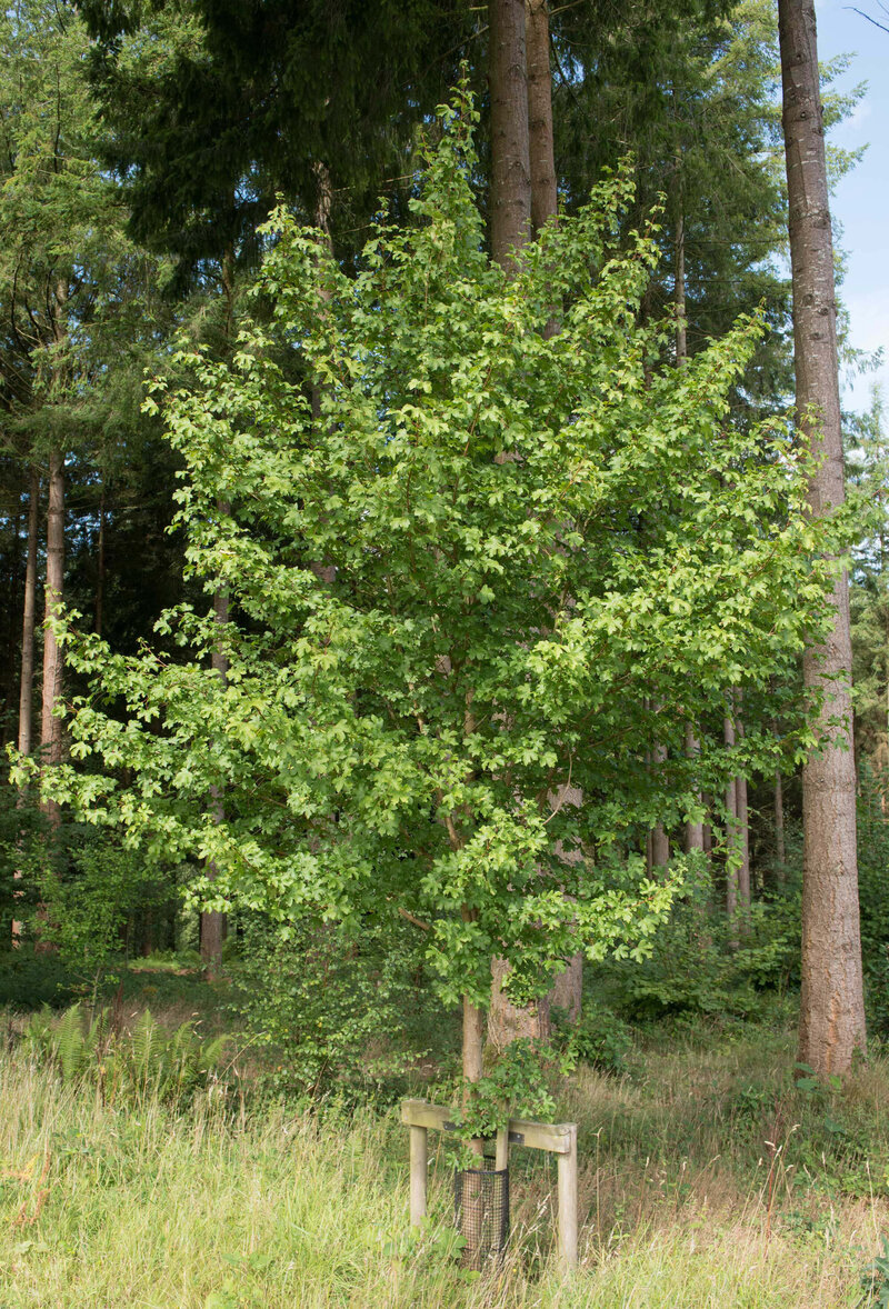 Acer campestre