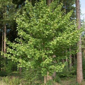 Acer campestre