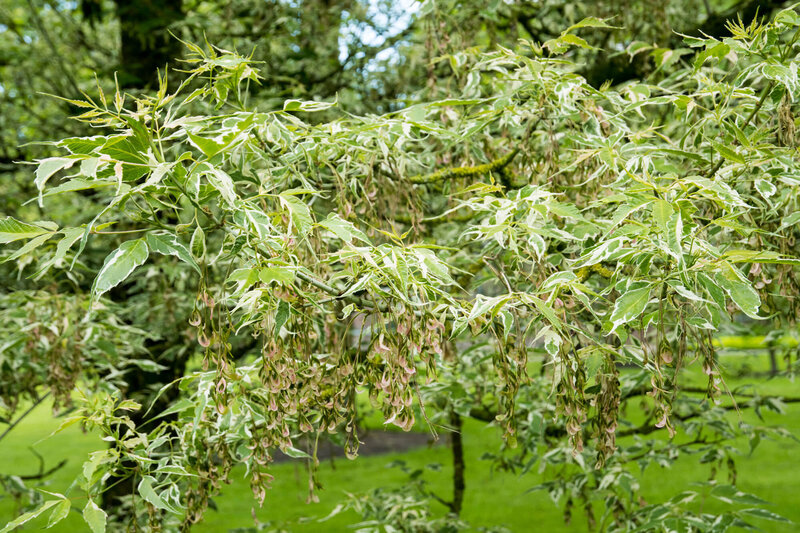Acer negundo 'Flamingo'