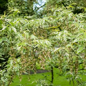 Acer negundo 'Flamingo'