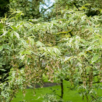 Acer negundo 'Flamingo'