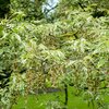 Acer negundo 'Flamingo'