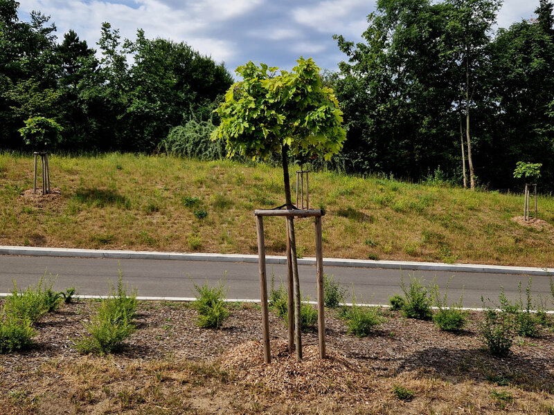 Acer campestre 'Nanum'