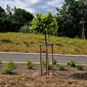 Acer campestre 'Nanum'