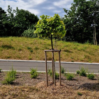 Acer campestre 'Nanum'