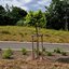 Acer campestre 'Nanum'