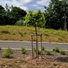 Acer campestre 'Nanum'