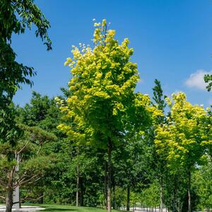 Acer platanoides 'Columnare'
