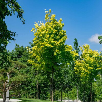 Acer platanoides 'Columnare'