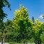 Acer platanoides 'Columnare'