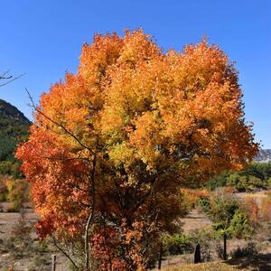 Acer monspessulanum