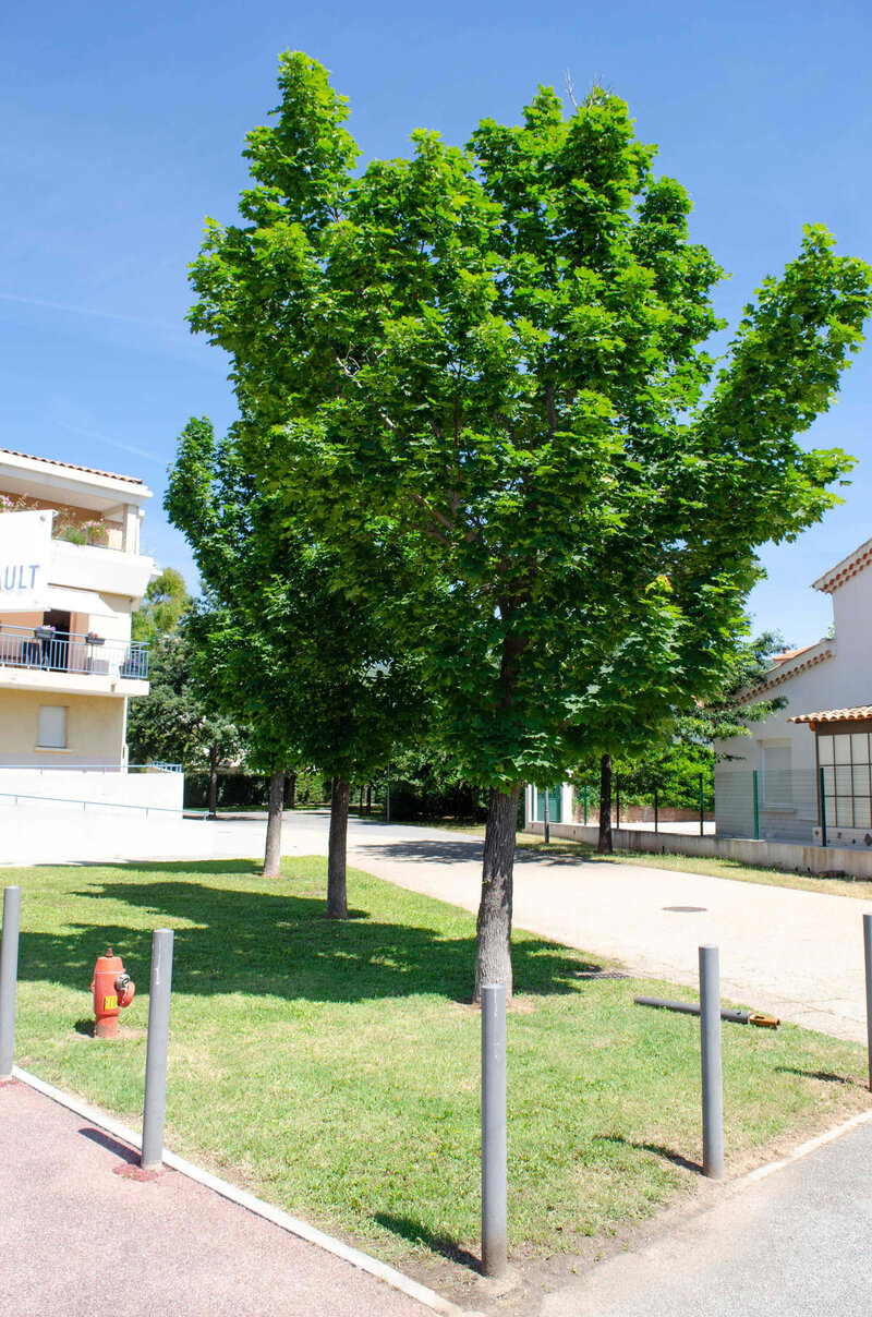 Acer platanoides 'Columnare'