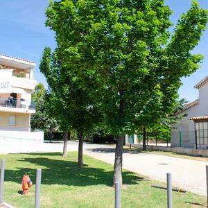 Acer platanoides 'Columnare'