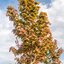 Acer platanoides 'Deborah'