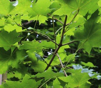 Acer platanoides 'Emerald Queen'