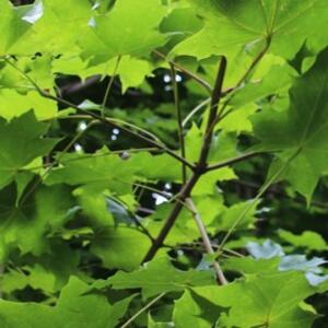 Acer platanoides 'Emerald Queen'