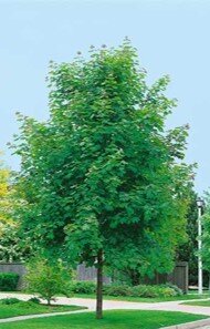 Acer platanoides 'Emerald Queen'