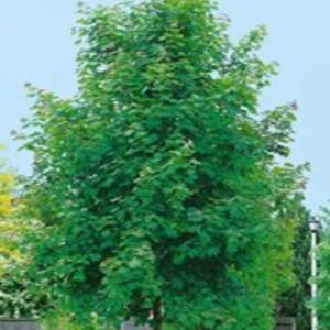 Acer platanoides 'Emerald Queen'