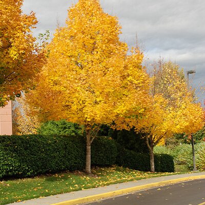 Acer platanoides 'Emerald Queen'