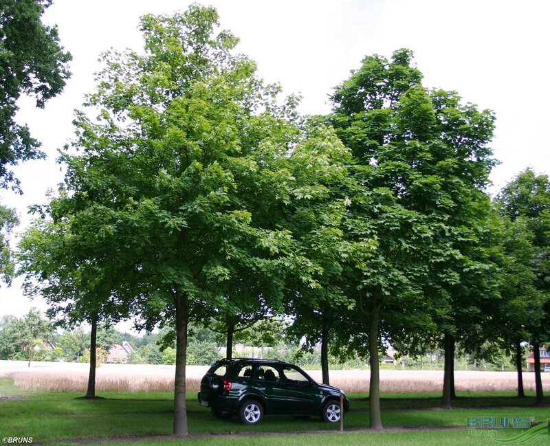 Acer platanoides 'Emerald Queen'