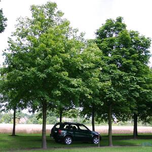 Acer platanoides 'Emerald Queen'