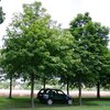 Acer platanoides 'Emerald Queen'