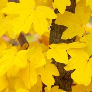 Acer platanoides Globosum