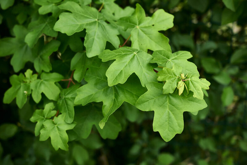 Acer campestre fastigiatum