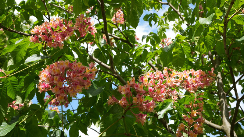 Aesculus hippocastanum