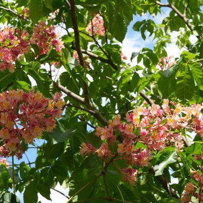 Aesculus hippocastanum