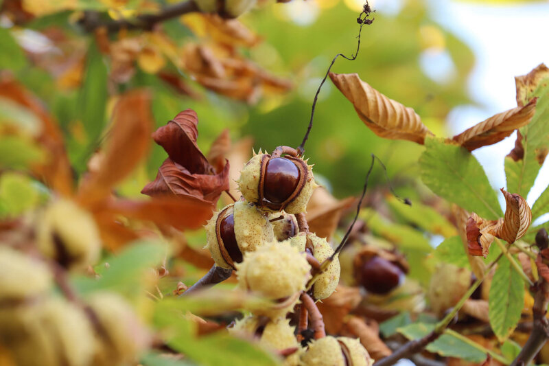 Aesculus hippocastanum