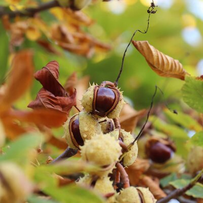 Aesculus hippocastanum