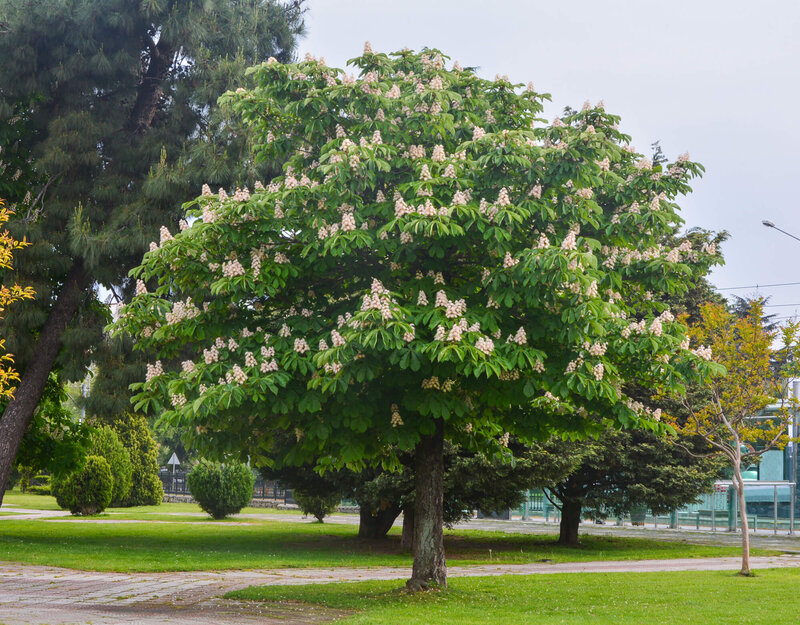 Aesculus hippocastanum