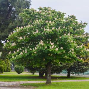 Aesculus hippocastanum