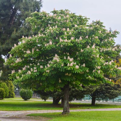 Aesculus hippocastanum