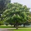 Aesculus hippocastanum